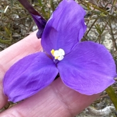 Patersonia sericea at Moollattoo, NSW - 12 Sep 2023