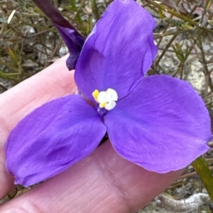 Patersonia sericea at Moollattoo, NSW - 12 Sep 2023