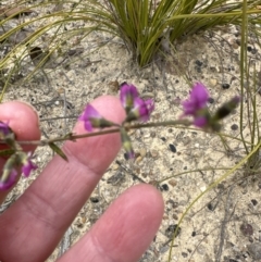 Mirbelia rubiifolia (Heathy Mirbelia) at Moollattoo, NSW - 11 Sep 2023 by lbradley