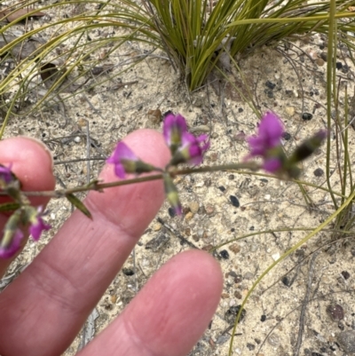 Mirbelia rubiifolia (Heathy Mirbelia) at Morton National Park - 11 Sep 2023 by lbradleyKV