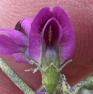 Mirbelia rubiifolia at Moollattoo, NSW - 12 Sep 2023