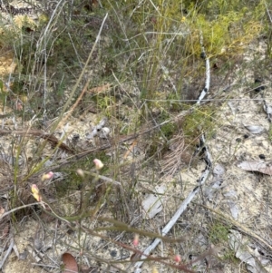 Bossiaea ensata at Moollattoo, NSW - 12 Sep 2023