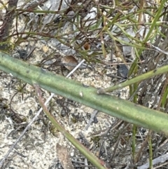 Bossiaea ensata at Moollattoo, NSW - 12 Sep 2023