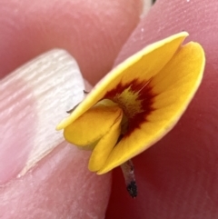 Bossiaea ensata at Moollattoo, NSW - 12 Sep 2023