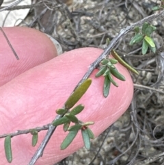 Hibbertia riparia at Moollattoo, NSW - 11 Sep 2023 by lbradley