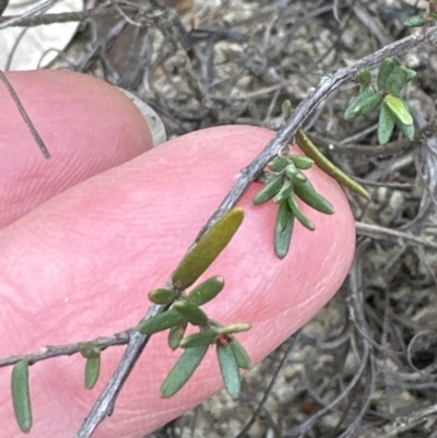Hibbertia riparia at Moollattoo, NSW - 12 Sep 2023 by lbradley