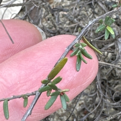 Hibbertia riparia at Morton National Park - 11 Sep 2023 by lbradleyKV