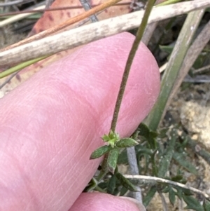 Actinotus minor at Moollattoo, NSW - 12 Sep 2023