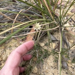 Actinotus minor at Moollattoo, NSW - 12 Sep 2023