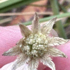 Actinotus minor at Moollattoo, NSW - 12 Sep 2023