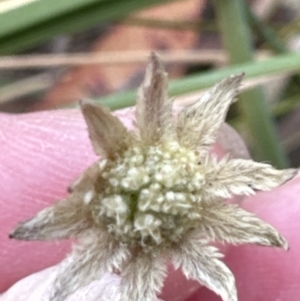 Actinotus minor at Moollattoo, NSW - 12 Sep 2023