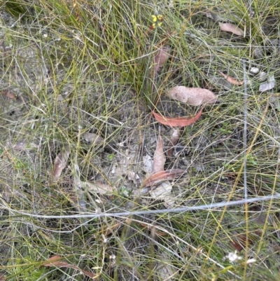 Sphaerolobium minus (Globe-pea) at Morton National Park - 11 Sep 2023 by lbradleyKV