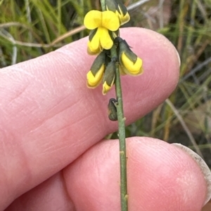 Sphaerolobium minus at Moollattoo, NSW - 12 Sep 2023