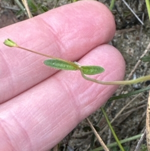 Mitrasacme polymorpha at Moollattoo, NSW - 12 Sep 2023