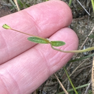 Mitrasacme polymorpha (Varied Mitrewort) at Morton National Park - 11 Sep 2023 by lbradley