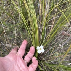 Mitrasacme polymorpha at Moollattoo, NSW - 12 Sep 2023