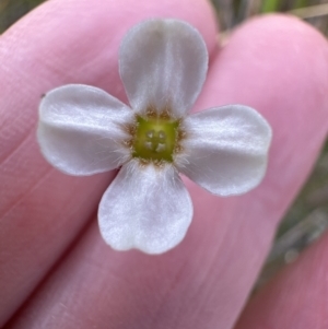 Mitrasacme polymorpha at Moollattoo, NSW - 12 Sep 2023