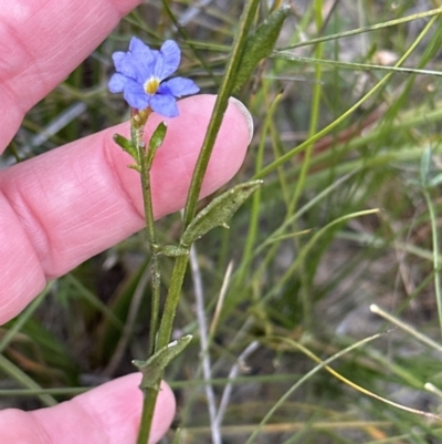 Dampiera stricta (Blue Dampiera) at Morton National Park - 12 Sep 2023 by lbradleyKV