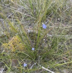 Dampiera stricta at Moollattoo, NSW - 12 Sep 2023