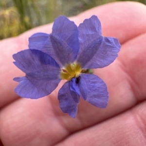 Dampiera stricta at Moollattoo, NSW - 12 Sep 2023