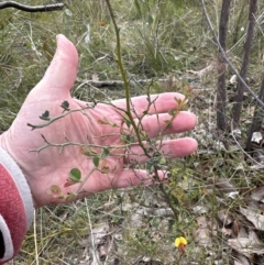 Bossiaea obcordata at Moollattoo, NSW - 12 Sep 2023