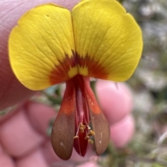 Bossiaea obcordata at Moollattoo, NSW - 12 Sep 2023