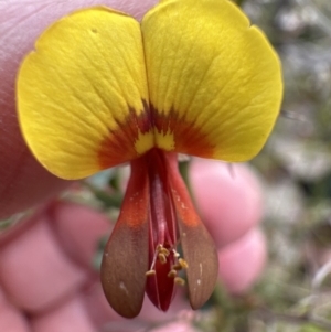 Bossiaea obcordata at Moollattoo, NSW - 12 Sep 2023 10:05 AM