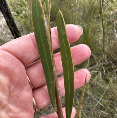 Acacia suaveolens (Sweet Wattle) at Moollattoo, NSW - 12 Sep 2023 by lbradleyKV