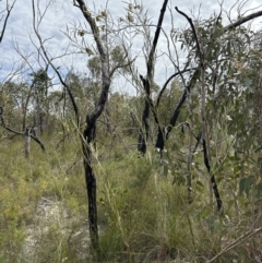 Acacia suaveolens at Moollattoo, NSW - 12 Sep 2023
