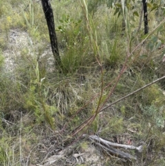 Acacia suaveolens at Moollattoo, NSW - 12 Sep 2023