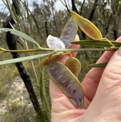 Acacia suaveolens at Moollattoo, NSW - 12 Sep 2023