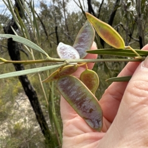 Acacia suaveolens at Moollattoo, NSW - 12 Sep 2023