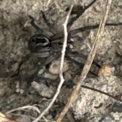 Tasmanicosa sp. (genus) (Tasmanicosa wolf spider) at Moollattoo, NSW - 12 Sep 2023 by lbradley