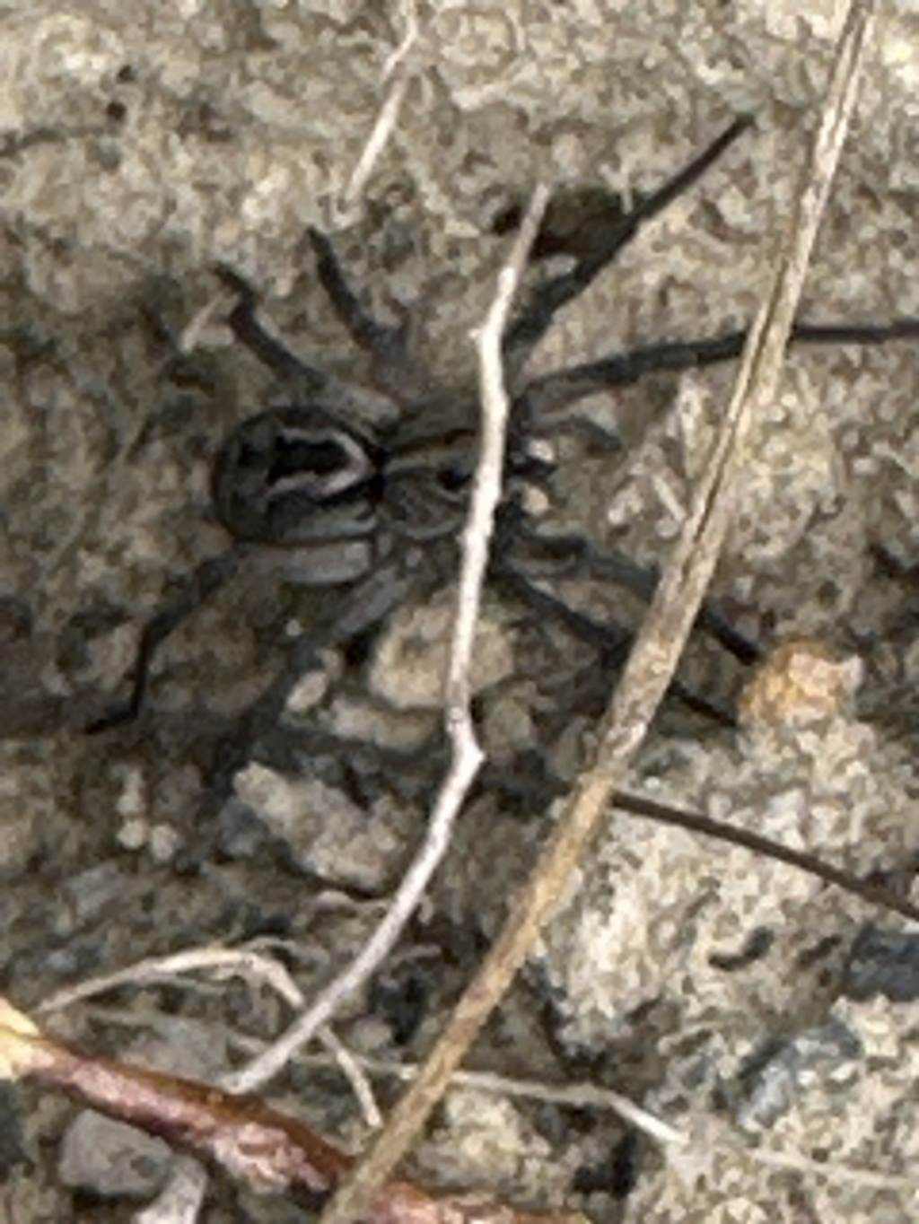 Tasmanicosa sp. (genus) at Moollattoo, NSW - 12 Sep 2023