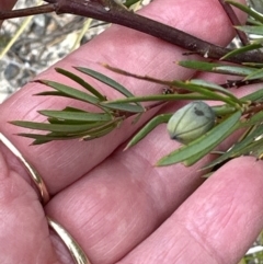 Gompholobium grandiflorum (Large Wedge-pea) at Moollattoo, NSW - 12 Sep 2023 by lbradley