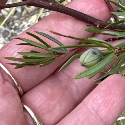 Gompholobium grandiflorum (Large Wedge-pea) at Moollattoo, NSW - 12 Sep 2023 by lbradley