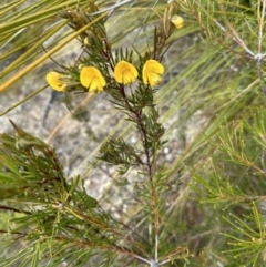 Gompholobium grandiflorum at Moollattoo, NSW - 12 Sep 2023