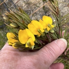 Gompholobium grandiflorum at Moollattoo, NSW - 12 Sep 2023