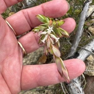 Brachyloma daphnoides at Moollattoo, NSW - 12 Sep 2023