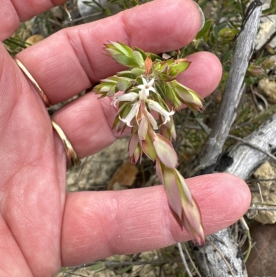 Brachyloma daphnoides (Daphne Heath) at Moollattoo, NSW - 12 Sep 2023 by lbradleyKV