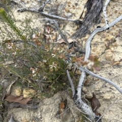 Brachyloma daphnoides at Moollattoo, NSW - 12 Sep 2023 10:27 AM
