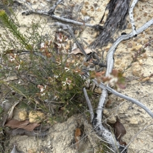 Brachyloma daphnoides at Moollattoo, NSW - 12 Sep 2023 10:27 AM
