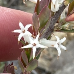 Brachyloma daphnoides at Moollattoo, NSW - 12 Sep 2023 10:27 AM
