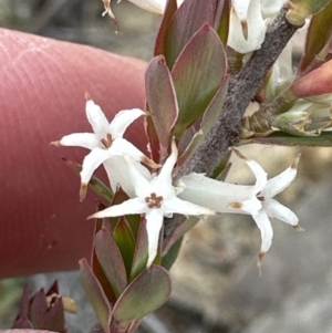 Brachyloma daphnoides at Moollattoo, NSW - 12 Sep 2023