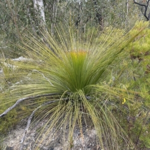 Xanthorrhoea australis at Moollattoo, NSW - suppressed