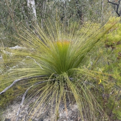 Xanthorrhoea australis (Austral Grass Tree, Kangaroo Tails) at Moollattoo, NSW - 12 Sep 2023 by lbradley