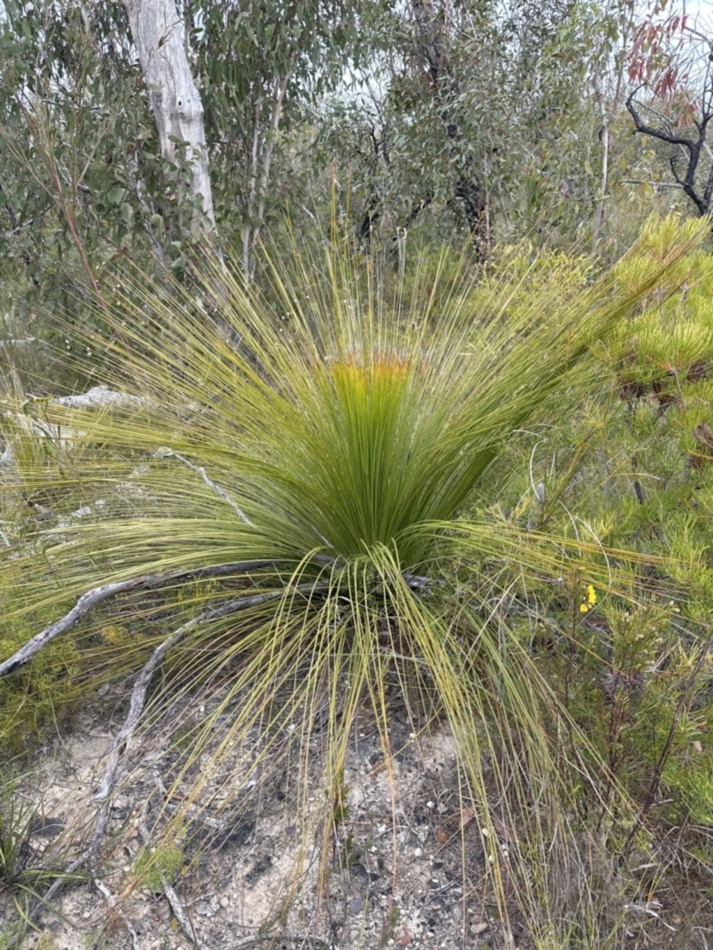 Xanthorrhoea australis at Moollattoo, NSW - 12 Sep 2023