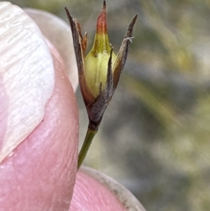 Caustis flexuosa at Moollattoo, NSW - 12 Sep 2023