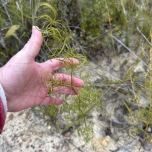 Caustis flexuosa at Moollattoo, NSW - 12 Sep 2023