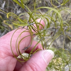 Caustis flexuosa at Moollattoo, NSW - suppressed